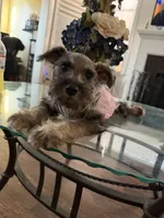 Female 2, a female Miniature Schnauzer for sale in San Bernardino, CA – 2 of 3