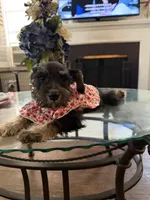 Female 1 , a female Miniature Schnauzer for sale in San Bernardino, CA – 2 of 3