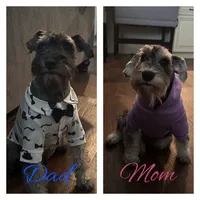 Female 1 , a female Miniature Schnauzer for sale in San Bernardino, CA – 3 of 3