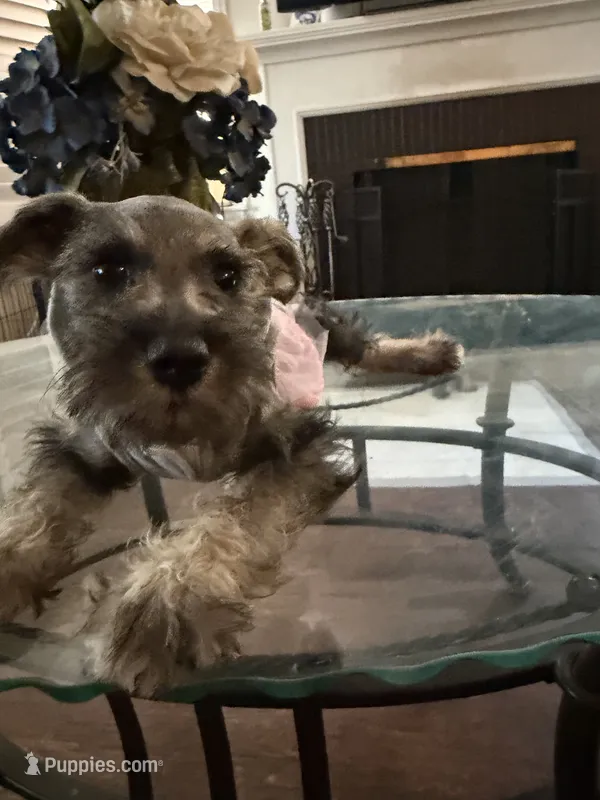 Female 2 – Miniature Schnauzer puppy for sale in San Bernardino, CA