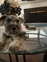 Female 2, a female Miniature Schnauzer for sale in San Bernardino, CA – 1 of 3