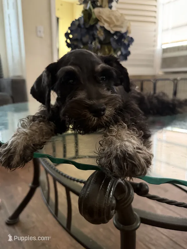 Male 3 – Miniature Schnauzer puppy for sale in San Bernardino, CA