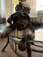 Male 3, a male Miniature Schnauzer for sale in San Bernardino, CA – 1 of 3