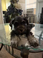 Male 3, a male Miniature Schnauzer for sale in San Bernardino, CA – 2 of 3