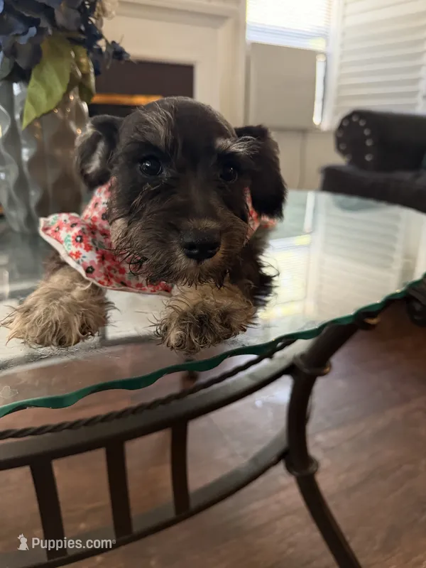 Female 1  – Miniature Schnauzer puppy for sale in San Bernardino, CA