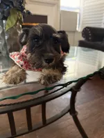 Female 1 , a female Miniature Schnauzer for sale in San Bernardino, CA – 1 of 3