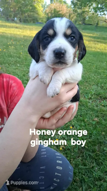 Honeys orange gingham boy – Beagle puppy for sale in Monroe, VA