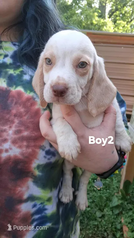 Halo boy 2, a male Beagle for sale in Monroe, VA – 1 of 1
