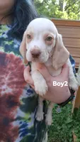 Halo boy 2, a male Beagle for sale in Monroe, VA – 1 of 1