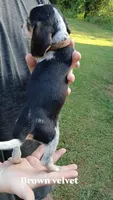 Pollys brown v boy, a male Beagle for sale in Monroe, VA – 2 of 2