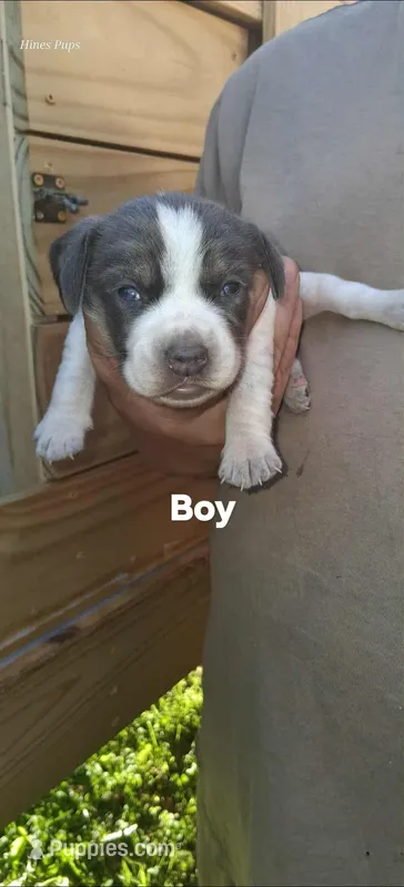 Smokeys boy – Beagle puppy on hold in Monroe, VA