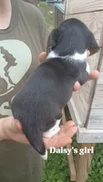 Daisy's girl, a female Beagle for sale in Monroe, VA – 2 of 2