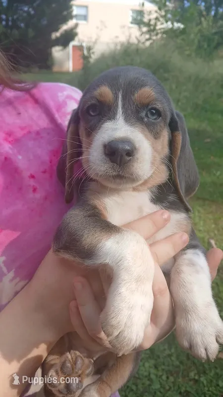Tiny's girl – Beagle puppy for sale in Monroe, VA