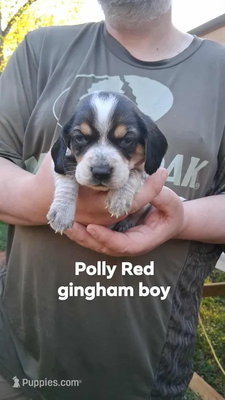 Polly's red gingham boy – Beagle puppy for sale in Monroe, VA