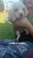 Halo's yellow boy, a male Beagle for sale in Monroe, VA – 1 of 2
