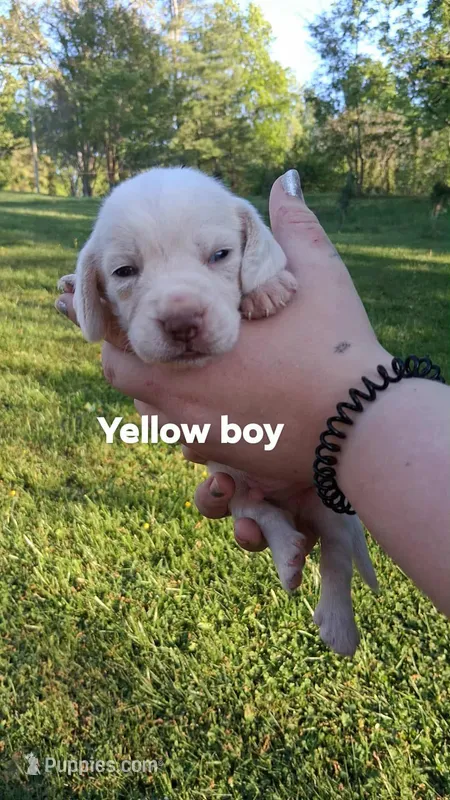 Halo's yellow boy – Beagle puppy for sale in Monroe, VA