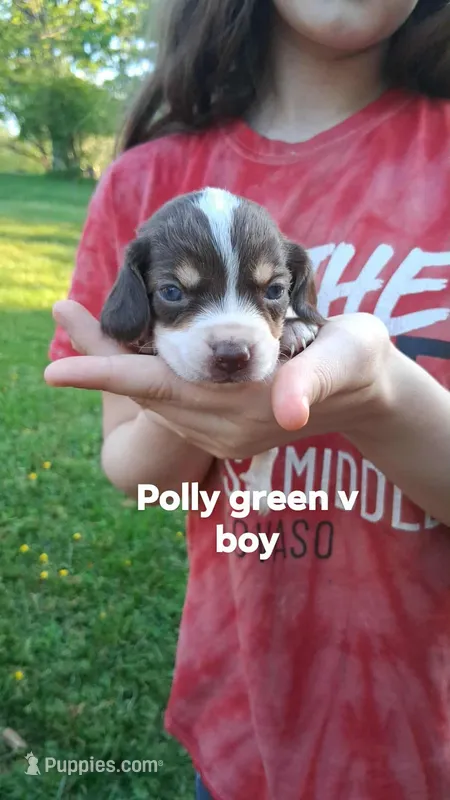 Pollys green v boy – Beagle puppy for sale in Monroe, VA