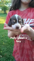 Pollys green v boy, a male Beagle for sale in Monroe, VA – Photo 1 of 2