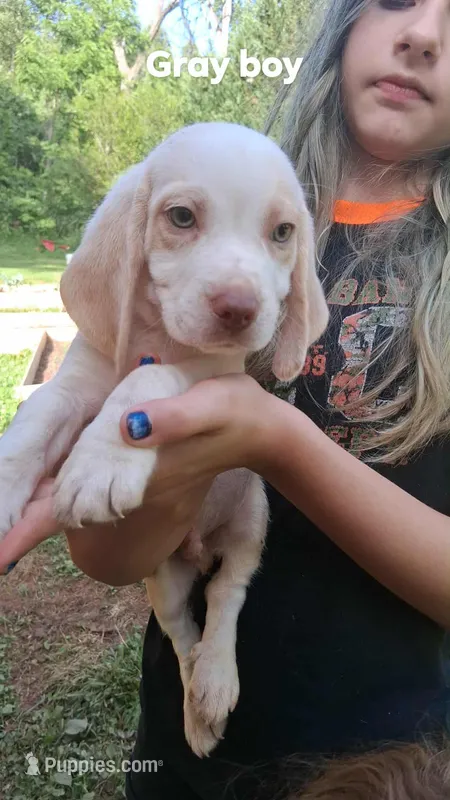 Halo's gray boy – Beagle puppy for sale in Monroe, VA