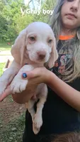 Halo's gray boy, a male Beagle for sale in Monroe, VA – 1 of 3