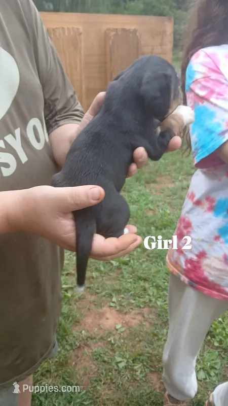 Tiny's girl 2 – Beagle puppy for sale in Monroe, VA
