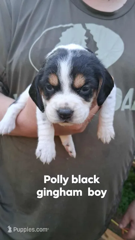 Polly's black boy – Beagle puppy for sale in Monroe, VA