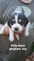 Polly's black boy, a male Beagle for sale in Monroe, VA – Photo 1 of 2