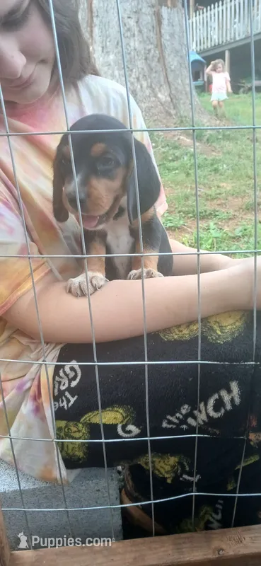 Tiny's girl 2 – Beagle puppy for sale in Monroe, VA