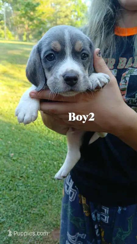 Smokeys boy 2 – Beagle puppy for sale in Monroe, VA