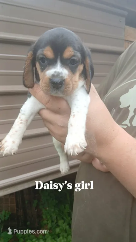 Daisy's girl – Beagle puppy for sale in Monroe, VA