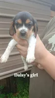 Daisy's girl, a female Beagle for sale in Monroe, VA – 1 of 2