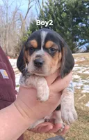 Dixie's boy 2, a male Beagle for sale in Monroe, VA – Photo 1 of 2