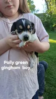 Polly's green gingham boy, a male Beagle for sale in Monroe, VA – Photo 1 of 2