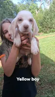 Halo's yellow boy, a male Beagle for sale in Monroe, VA – 1 of 3