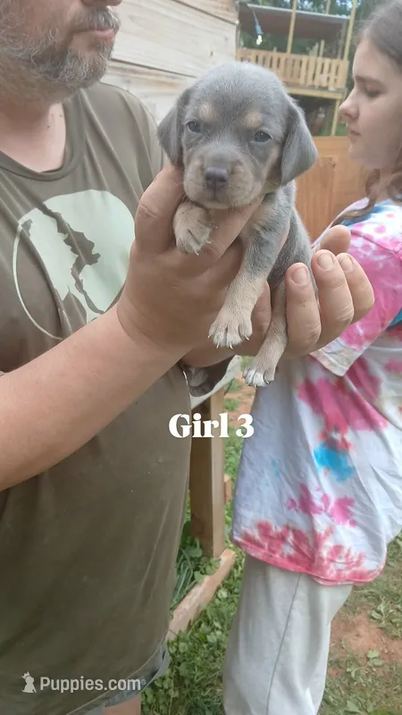 Tiny's girl 3 – Beagle puppy for sale in Monroe, VA