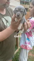 Tiny's girl 3, a female Beagle for sale in Monroe, VA – 1 of 2