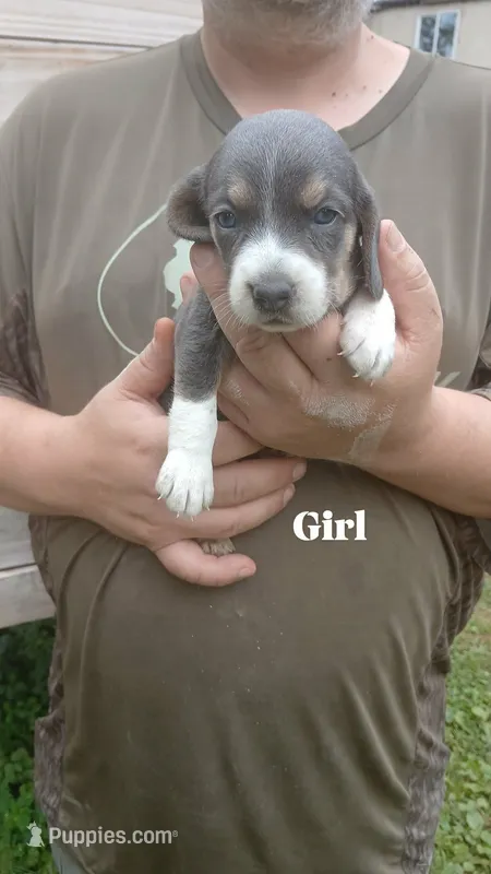 Tiny's girl – Beagle puppy for sale in Monroe, VA