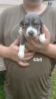 Tiny's girl, a female Beagle for sale in Monroe, VA – 1 of 2