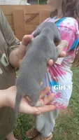 Tiny's girl 3, a female Beagle for sale in Monroe, VA – 2 of 2