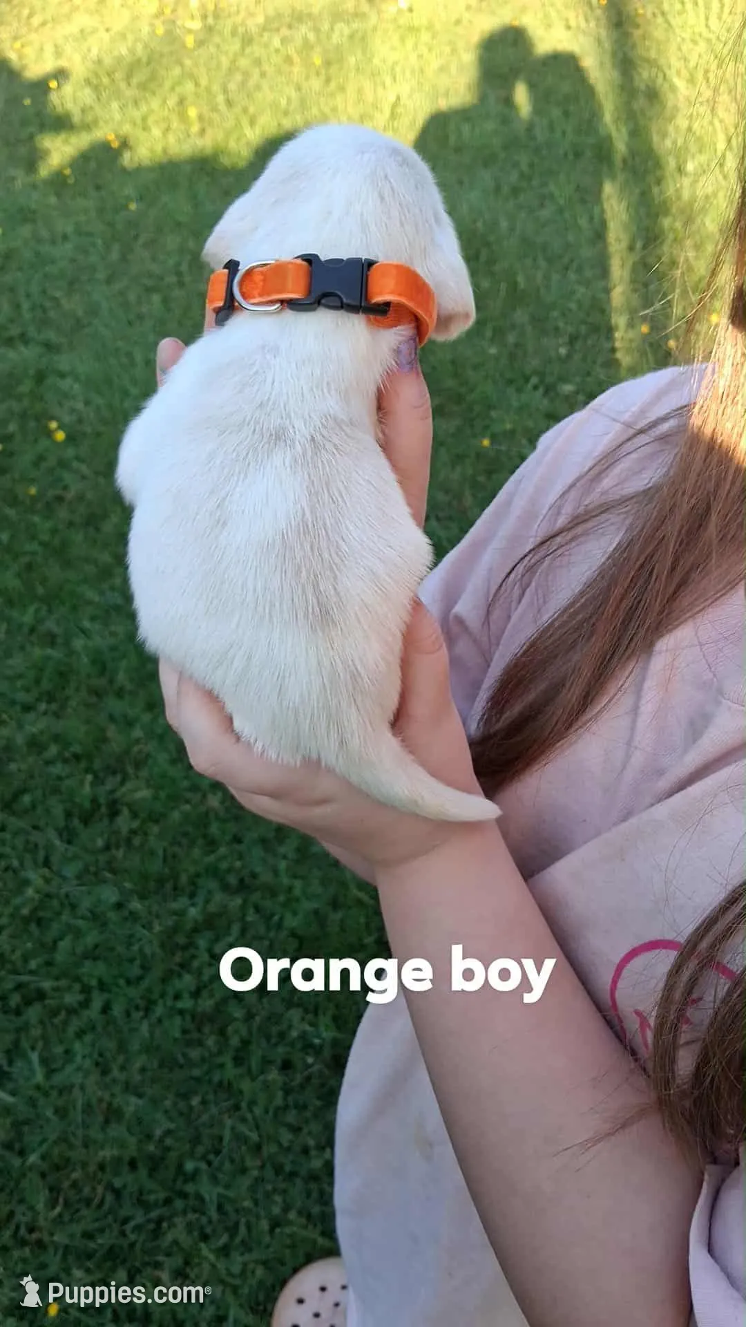 Halo's orange boy, a male Beagle for sale in Monroe, VA – Photo 2 of 2