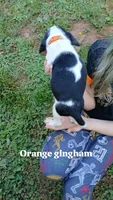 Honeys orange gingham boy, a male Beagle for sale in Monroe, VA – 2 of 2