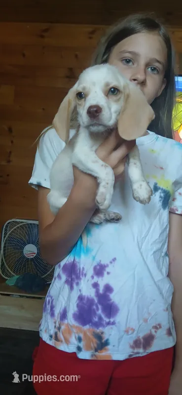 Halo's orange boy – Beagle puppy for sale in Monroe, VA