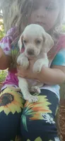Halo's orange boy, a male Beagle for sale in Monroe, VA – 3 of 4