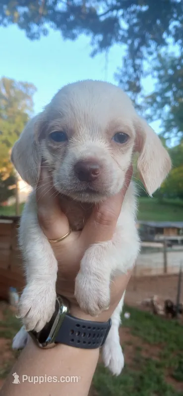 Halo's orange boy – Beagle puppy for sale in Monroe, VA