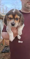Dixie's boy , a male Beagle for sale in Monroe, VA – Photo 1 of 2