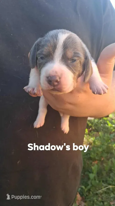 Shadow's boy – Beagle puppy for sale in Monroe, VA