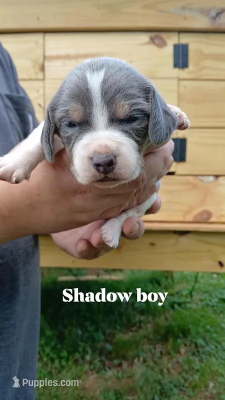 Shadow's boy – Beagle puppy for sale in Monroe, VA