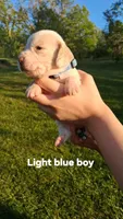 Halo's light blue boy, a male Beagle for sale in Monroe, VA – Photo 3 of 3