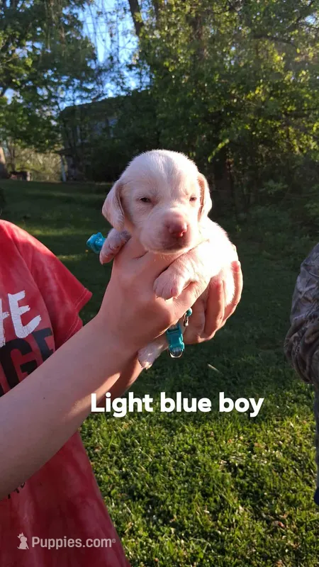 Halo's light blue boy – Beagle puppy for sale in Monroe, VA