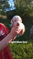 Halo's light blue boy, a male Beagle for sale in Monroe, VA – Photo 1 of 3